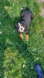 Berner Sennenhund Welpen