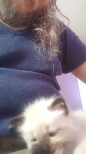 Reinrassige Balinesische Siam Kitten Langhaar, Selten