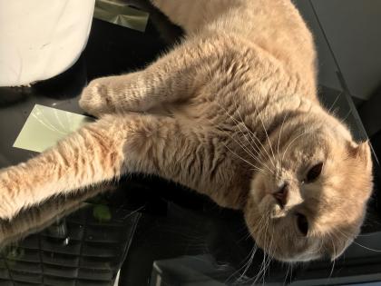 Scottish fold Kitten britisch Kurzhaar Bkh