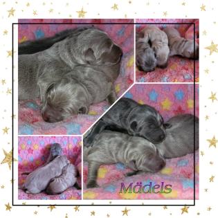 Labrador Welpen mit Papiere