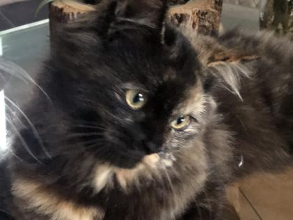 Katze Dori sucht ein liebevolles Zuhause