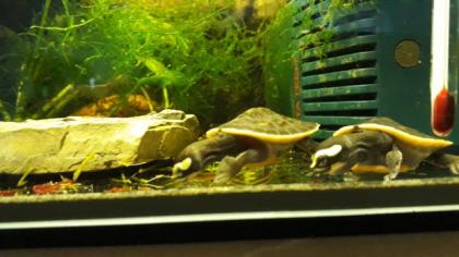 Wasserschildkröten, Emydura Subglobosa, Nachzuchten von 2021