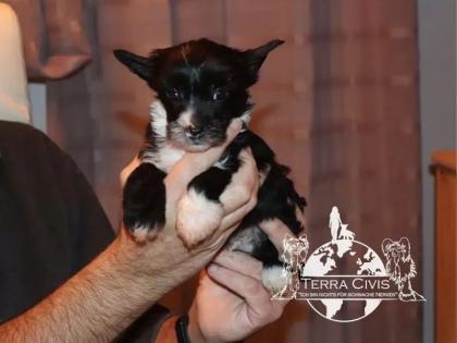 Chinese Crested Puppies