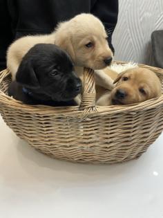 Labrador Welpen, reinrassig, Babylabradore