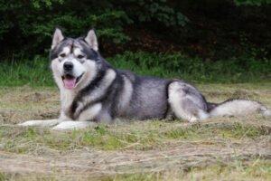 MuBalu - männlich 2 Jahre 65 cm 40 kg Alaskan Malamute Gechipt Kastriert