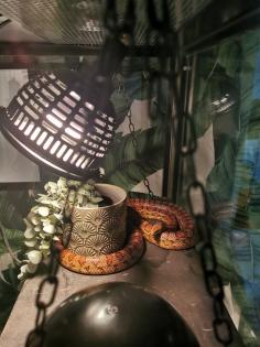 Terrarium komplett Showvitrine Kornnatter