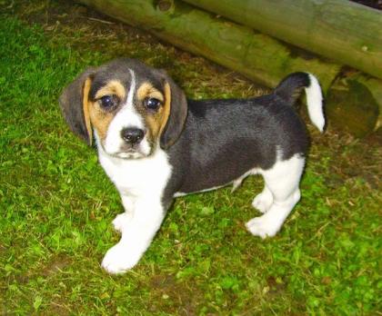 Beagle-Welpen zu verkaufen