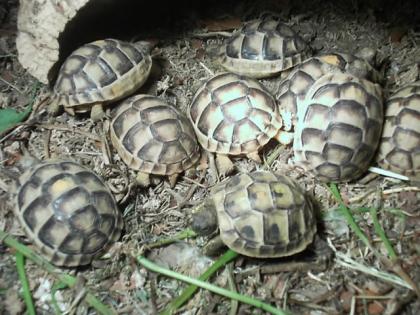 Breitrandschildkröten Nachzucht 2021