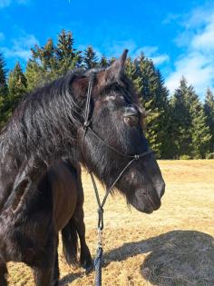 Beistellpferd Friese