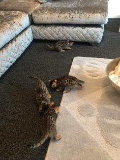 Unser Bengalen-Paar sucht ein neues Zuhause