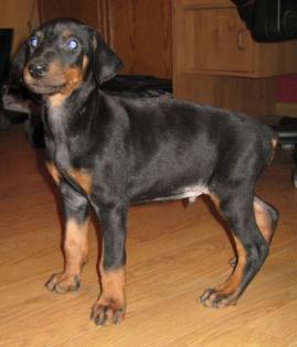 Dobermann welpen
