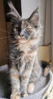 Traumhaft schöne typvolle Blue tortie Princess