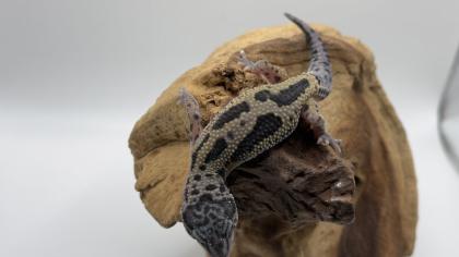 Leopardgecko 1. 13. 16