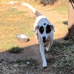 Filitsa sucht ein Zuhause