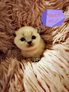 BKH Kitten suchen ein liebevolles Zuhause
