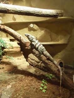 Schwarzer Leguan ctenosaura similis