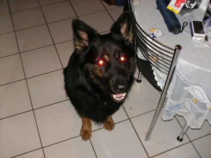 Altdeutscher Schäferhund Rüde abzugeben