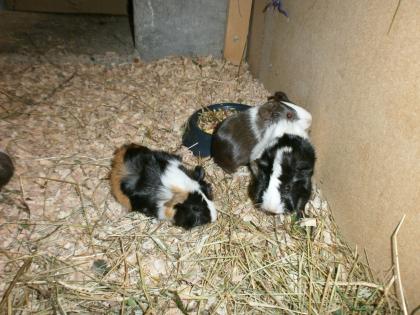 Verkaufe 8 süße Meerschweine 4 w und 4 m