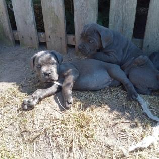 Tolle Cane Corso Welpen