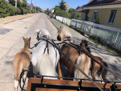 Ponyfohlen Ponyhengst