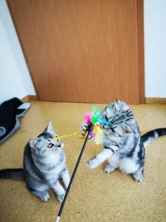 Reinrassige BKH Kitten suchen dich