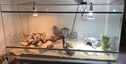 Bardagame mit Terrarium