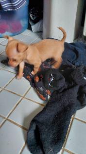 Süßer Chihuahua-Welpe in liebevolle Hände abzugeben -