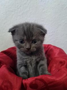 Süße Britisch Kurzhaar Kitten