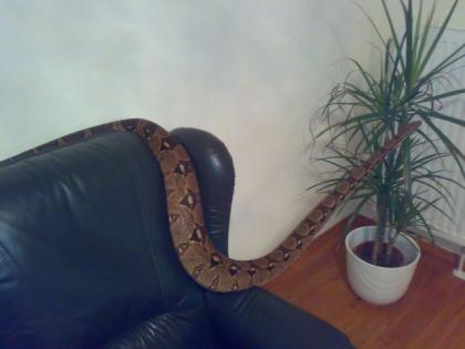 Eine Boa c. constriktor zu tauschen gegen ein Albino Tigerpython.