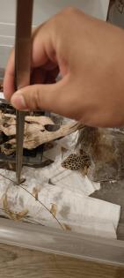 Zwei weibliche Leopardengeckos