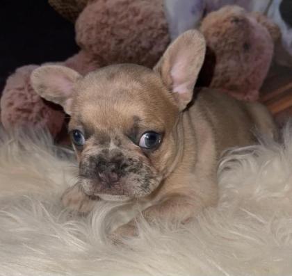 Französische Bulldogge Welpen