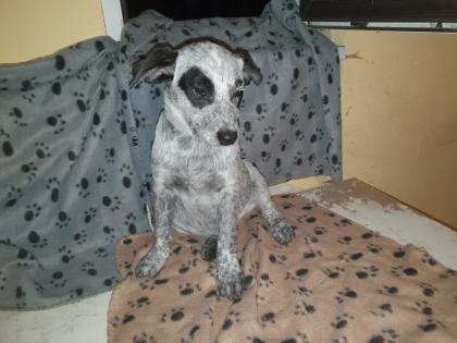 Australien Cattle Dog Mix, Texas Heeler, Australien Cattle dog x Shepard