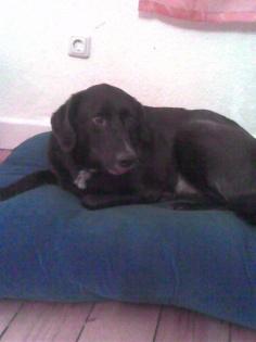 Labrador Mix.