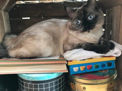 2 Perser Ragdoll Katzen