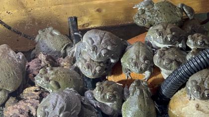 Bufo Alvarius, Nachzuchten