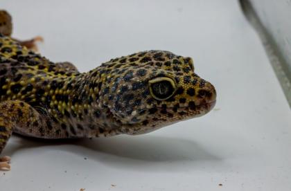 Leopardgecko 1. 13. 16