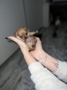 9 Süße Chihuahua Welpen