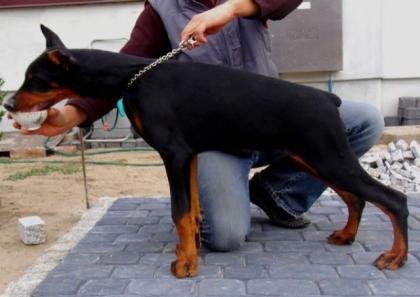 Dobermann Welpen aus Championverpaarung