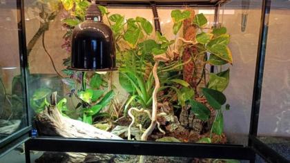 Bahamaanolis mit zwei eingerichteten Terrarien