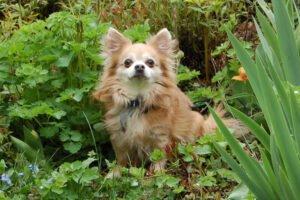 Brown Rocky - männlich, 11 Jahre - jetzt PATENHUND