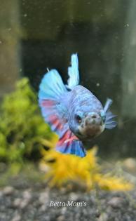 Betta Kampffisch Männlich