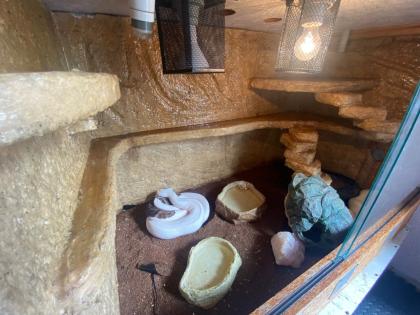3 x Königspython Python Regius zu verschenken