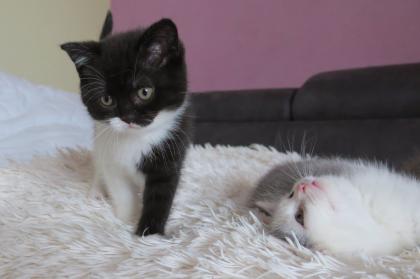 Reinrassige Britisch Kurzhaar BKH Kitten, Vater mit Stammbaum