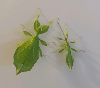 Wandelndes Blatt Phyllium philippinicum Nymphen
