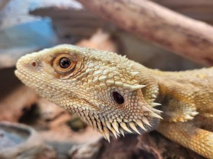 Bartagame mit terrarium abzugeben