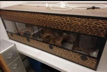 Kunststoffterrarium in Leo-Print - zu verkaufen