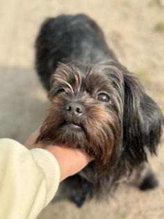 Malteser Shih Tzu Schwarzbraun
