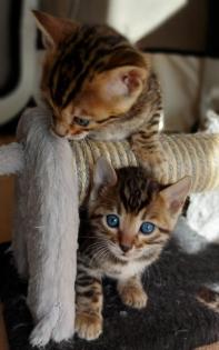 Süße Bengalkatzen zu verkaufen