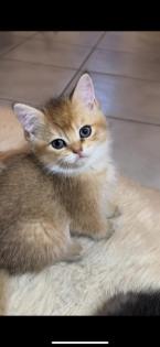 Reinrassige Britisch Kurzhaar Katzenbabys suchen ein schönes zuhause