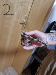 Boa constrictor Babys